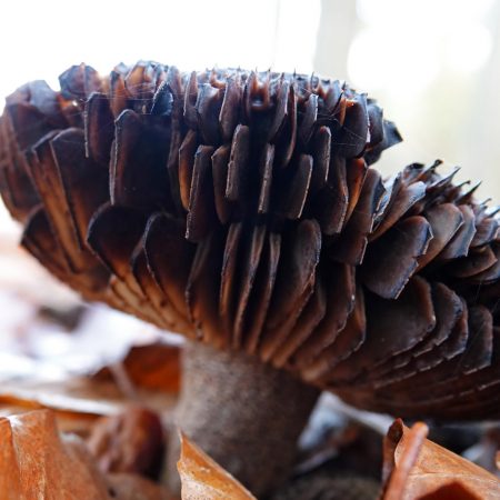 grofplaatrussula