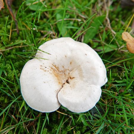 grote molenaar