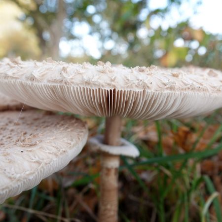 grote parasolzwam