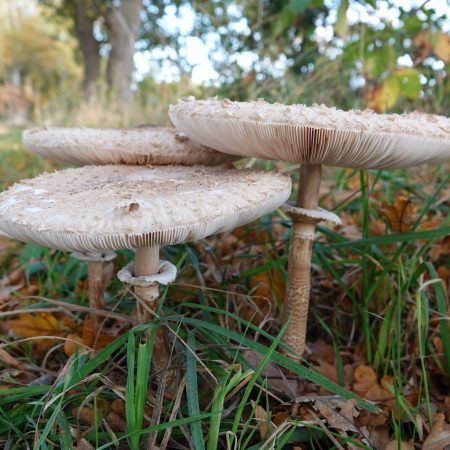 grote parasolzwam