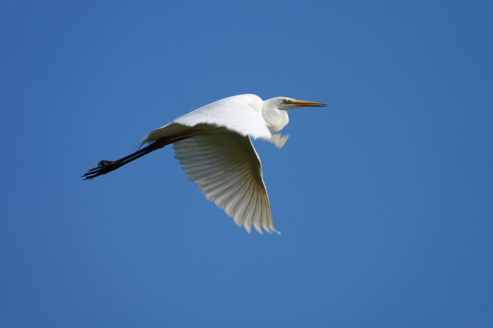 Grote zilverreiger