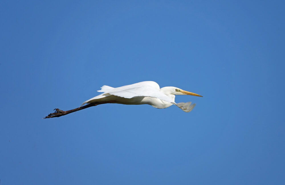 Grote zilverreiger