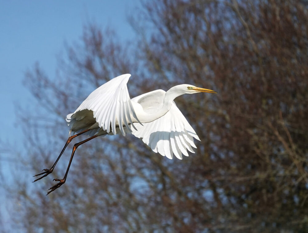 Grote zilverreiger