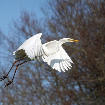 Grote zilverreiger