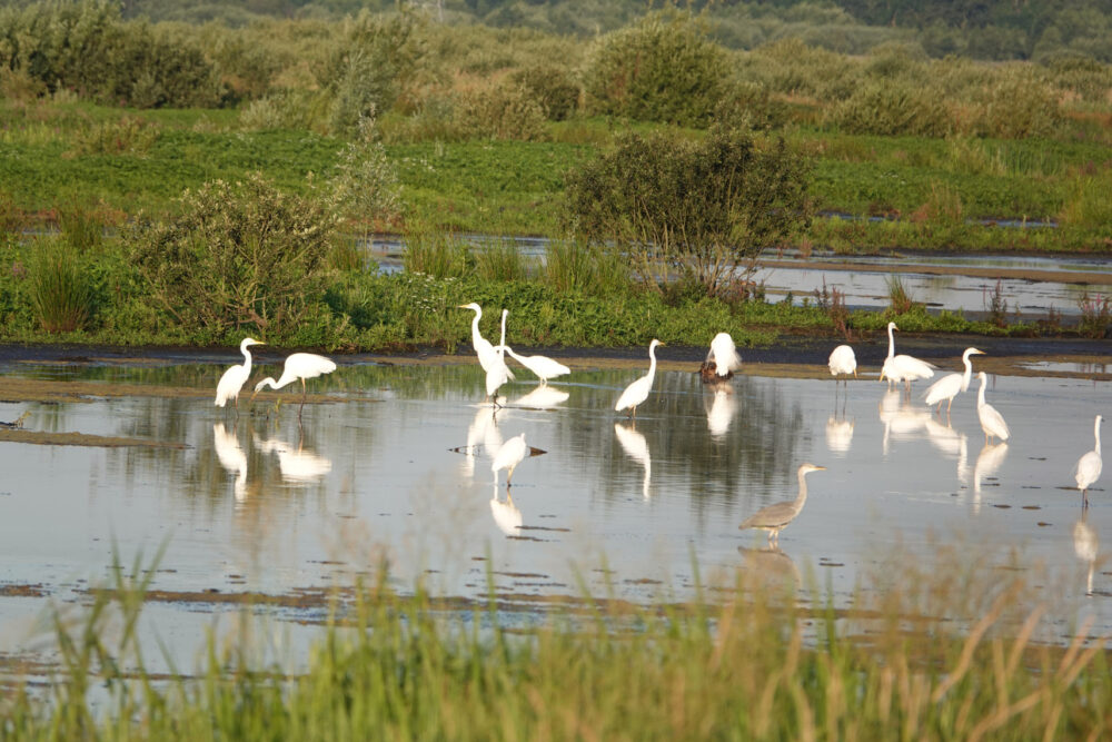 Grote zilverreiger