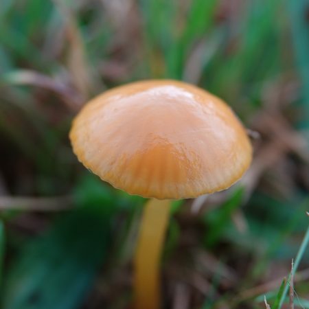 hooilandwasplaat (onzeker)