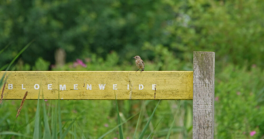 jonge roodborsttapuit (Onlanden)