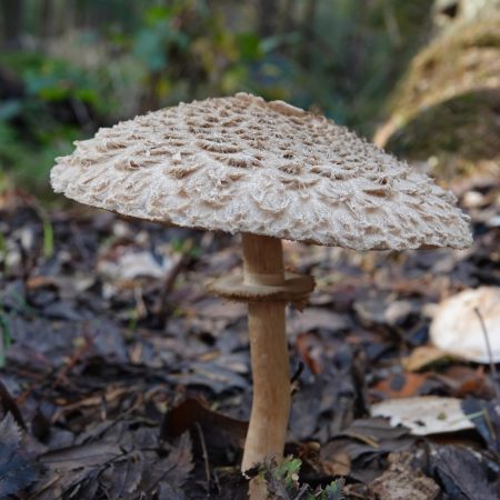 knolparasolzwam (gewone of sombere)