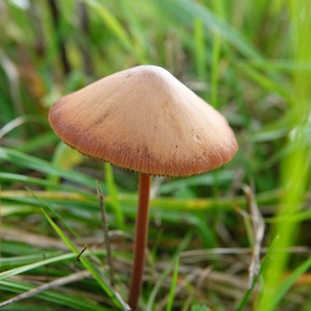 langsteelfranjehoed of spitse vlekplaat