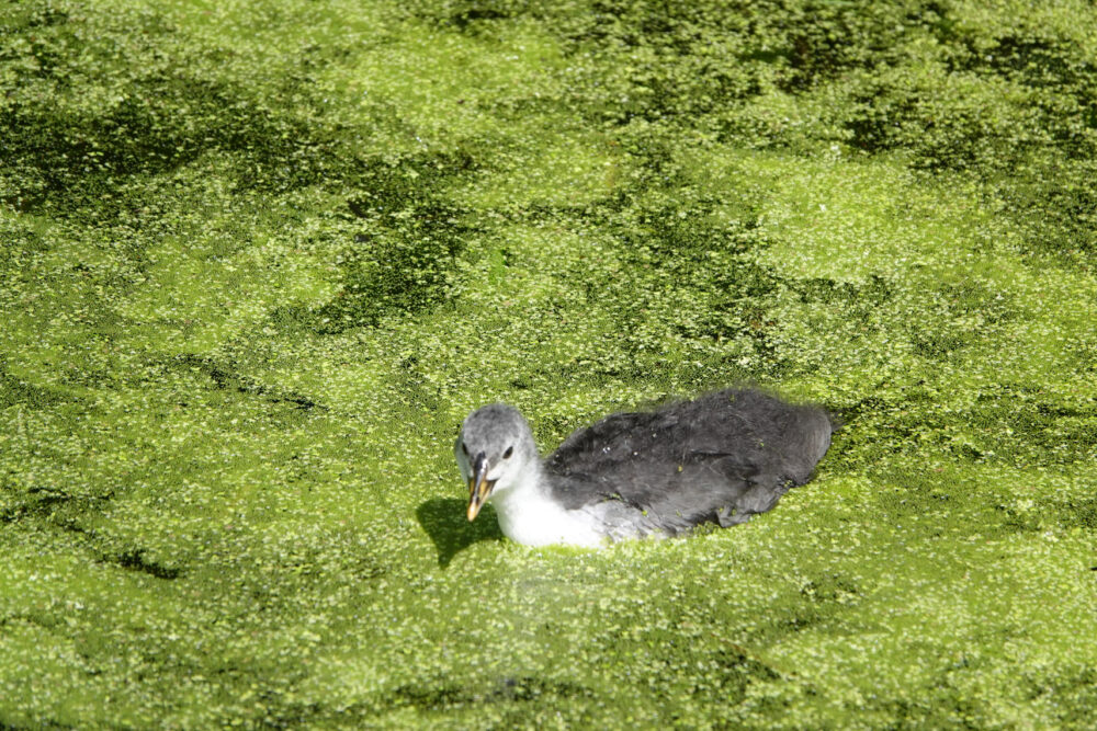 Meerkoet