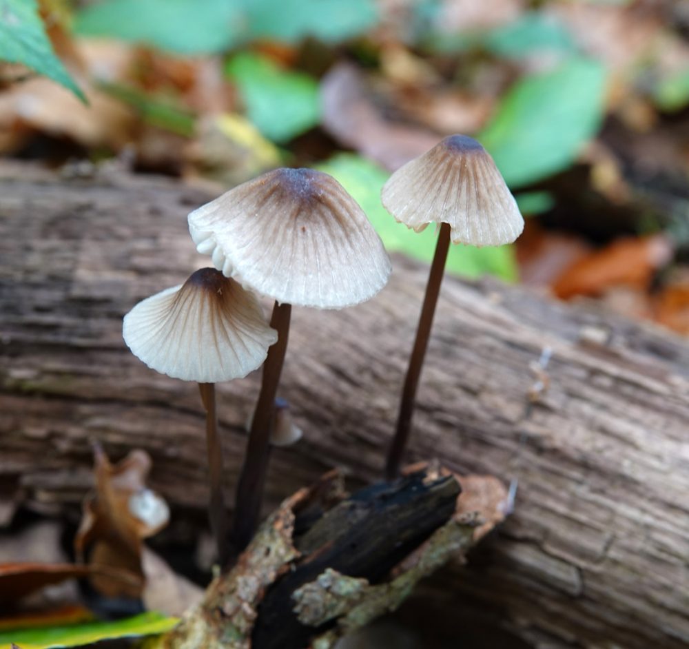 melksteelmycena