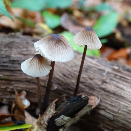 melksteelmycena