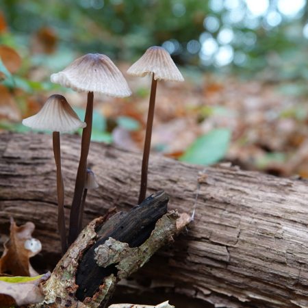 melksteelmycena
