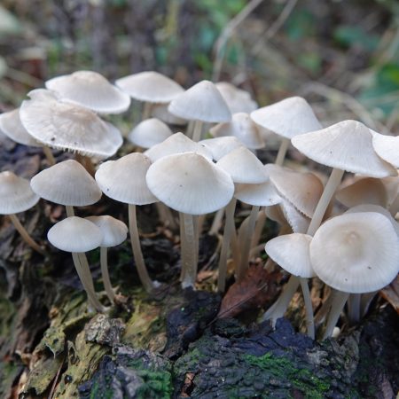 mycena (soort onbekend)