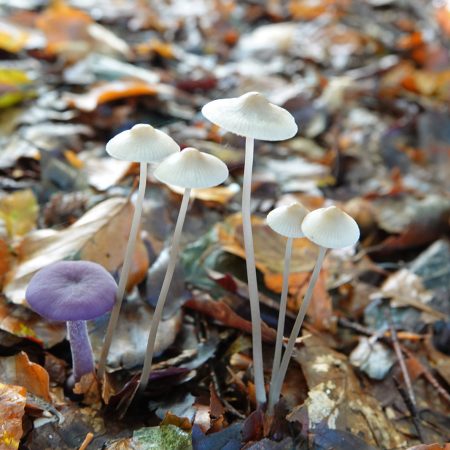 mycena (soort onbekend) en rodekoolzwam