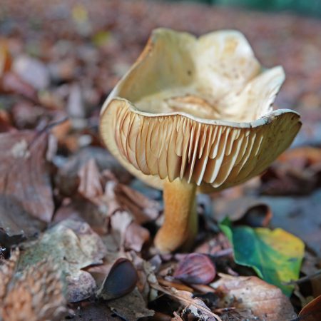 narcisridderzwam
