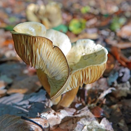 narcisridderzwam
