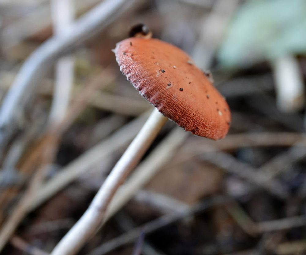 oranjerode stropharia