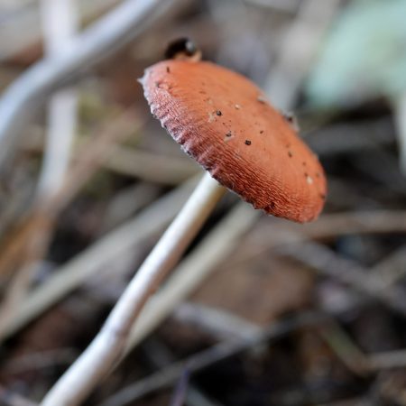 oranjerode stropharia