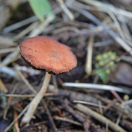 oranjerode stropharia