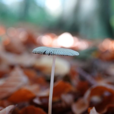 plooirokje