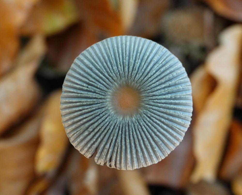 plooirokje