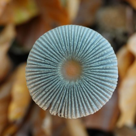 plooirokje