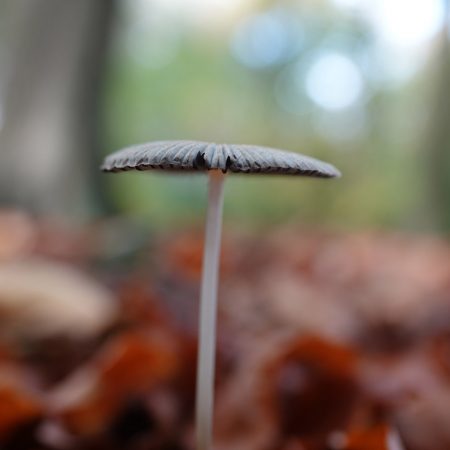 plooirokje