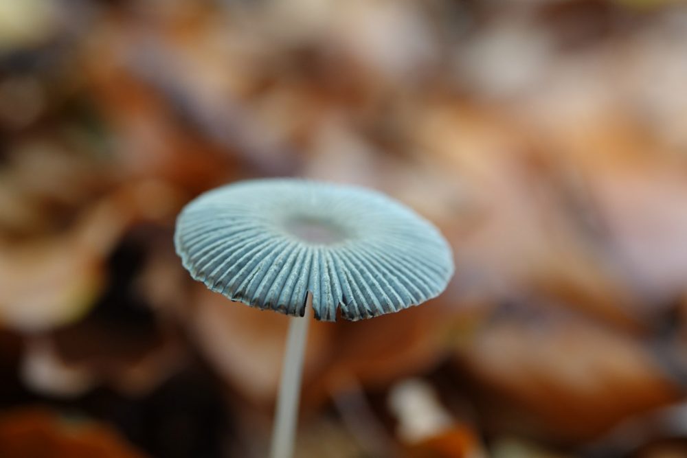 plooirokje