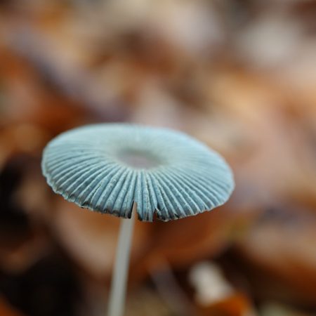 plooirokje