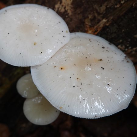 porseleinzwam