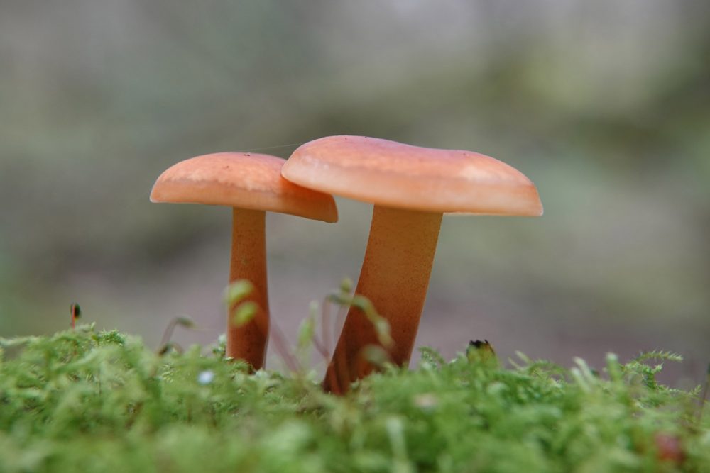 rimpelende melkzwam