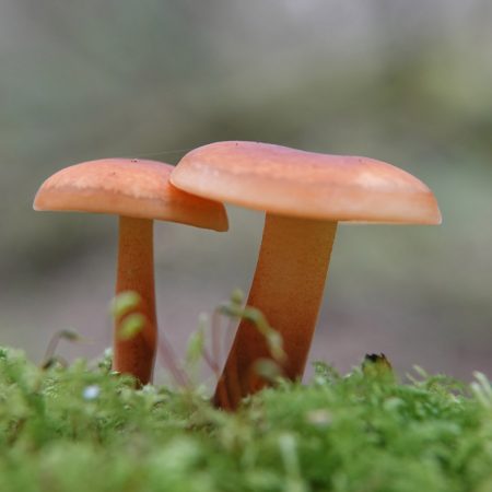 rimpelende melkzwam