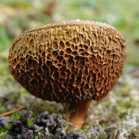 roodsteelfluweelboleet