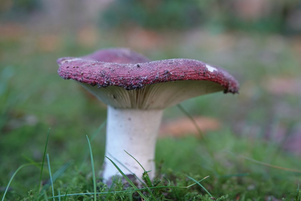 russula
