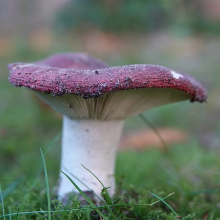 russula