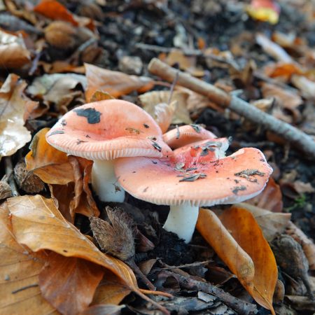russula