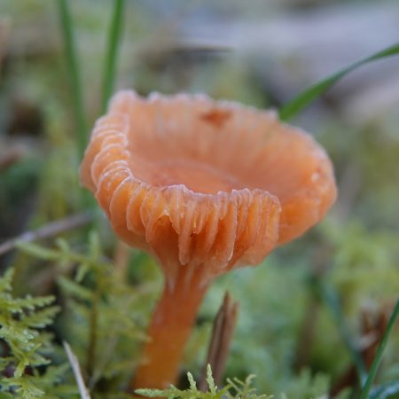 slijmwasplaat