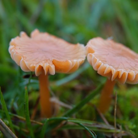 slijmwasplaat