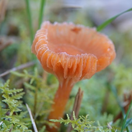 slijmwasplaat