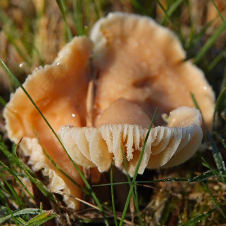 slijmwasplaat