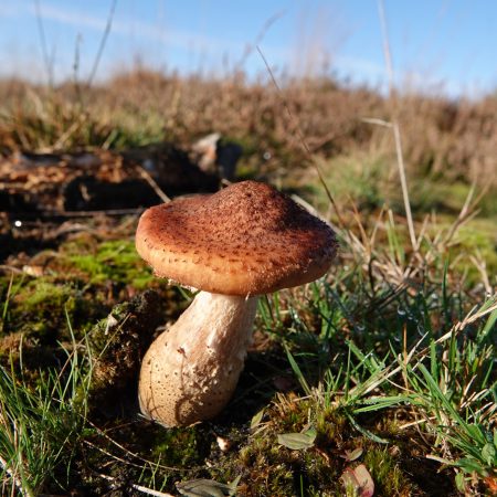sombere honingzwam