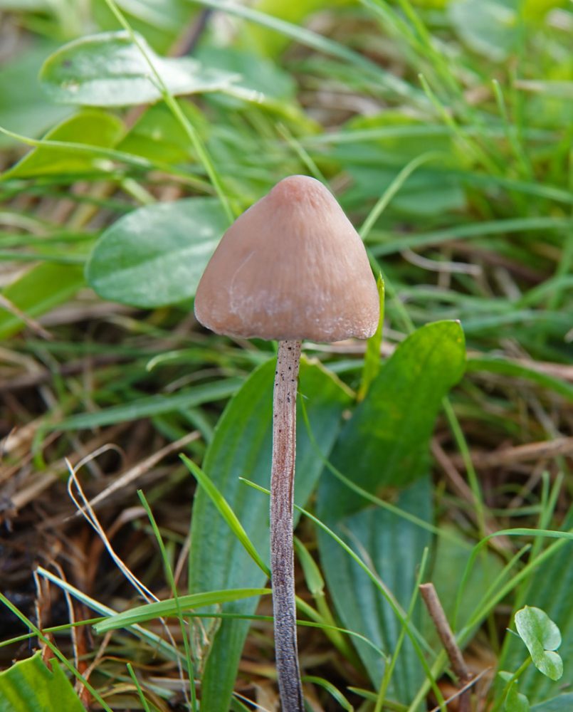 spitse vlekplaat