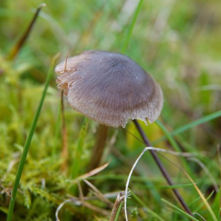sterspoorsatijnzwam