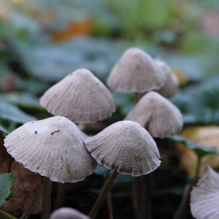 streepsteelmycena