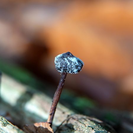 troskalknetje