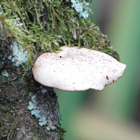 waaierbuisjeszwam (onzeker)