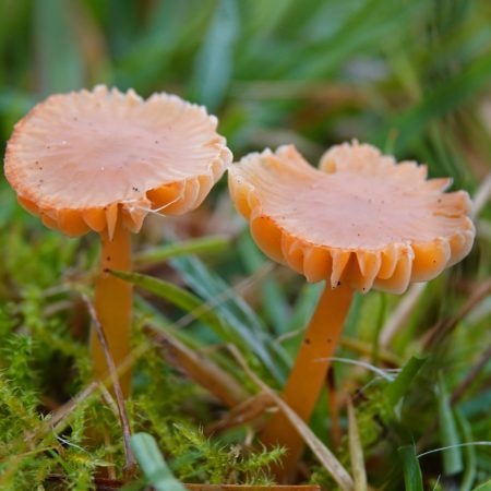 wasplaten (soort onbekend)
