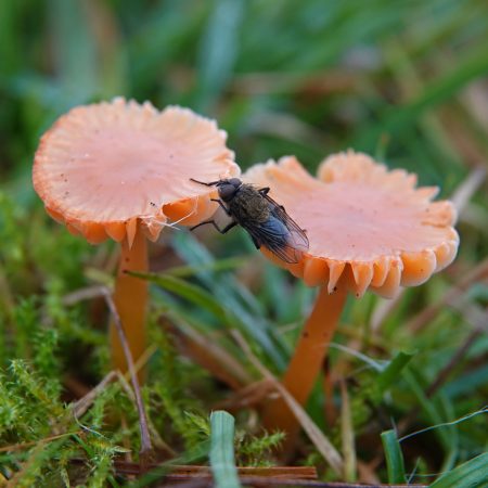 wasplaten (soort onbekend)