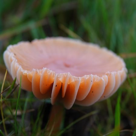 wasplaten (soort onbekend)